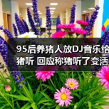 95后养猪人放DJ音乐给猪听 回应称猪听了变活泼